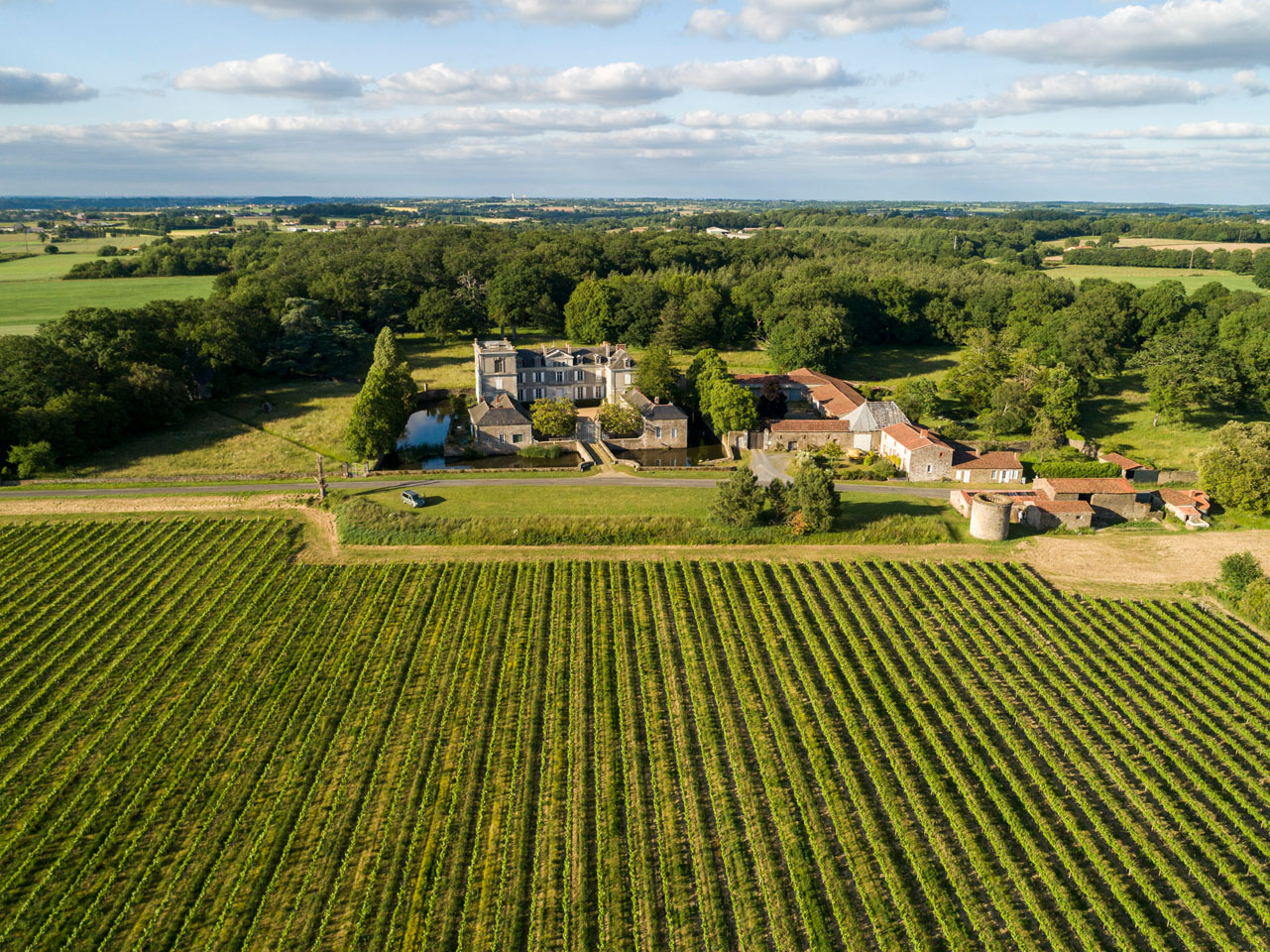 paysage de vigne et chateau, divatte sur loire, vue graphique, verdure